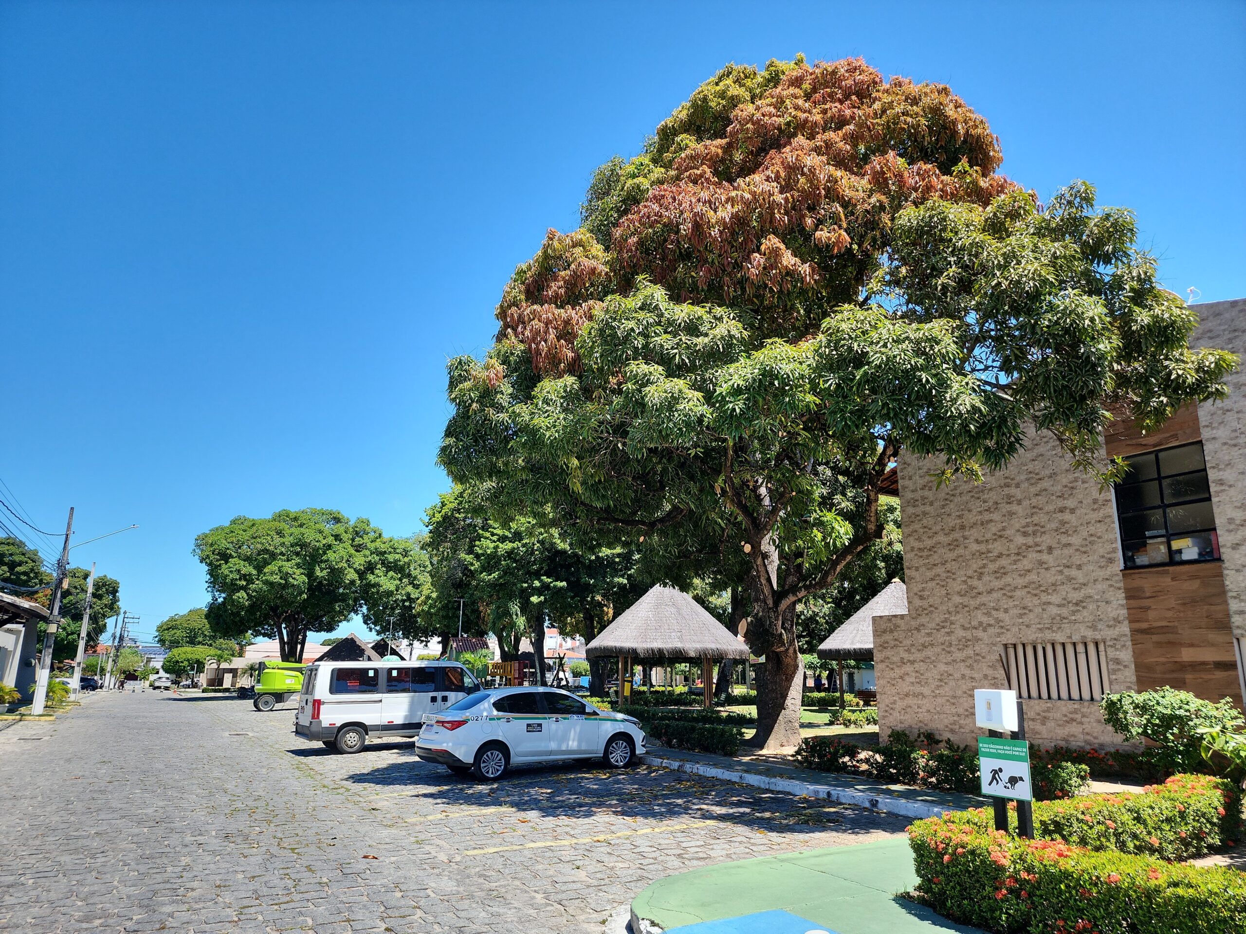 Arborização urbana em condomínios: cuidar bem das árvores é tão importante quanto plantar